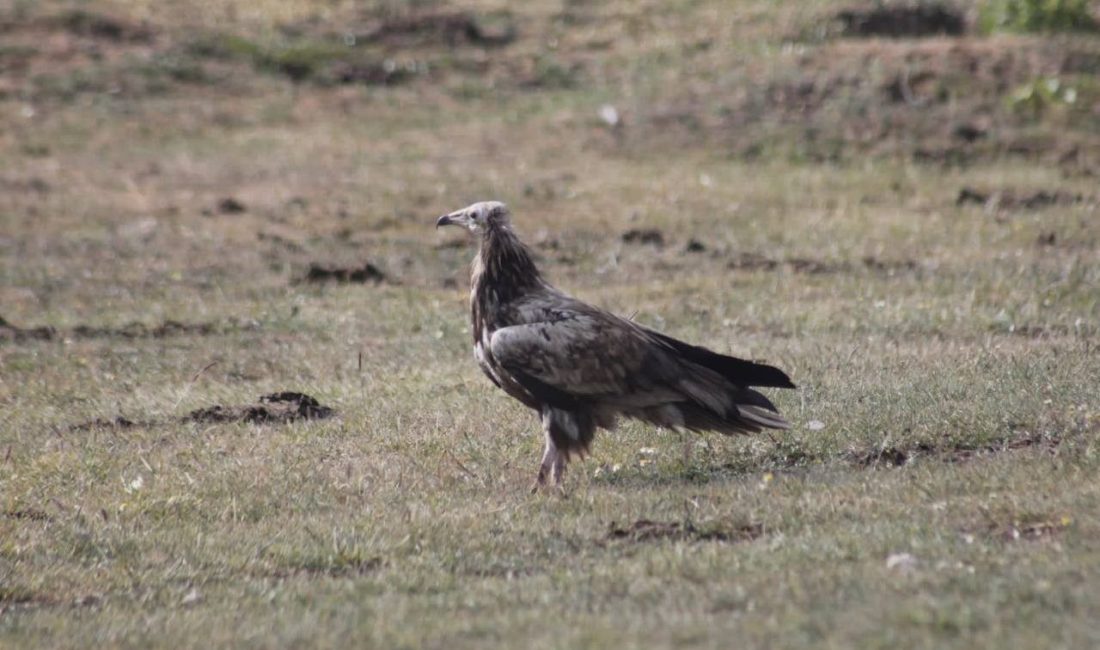Dünya Doğayı Koruma Birliği (IUCN) tarafından “türü tehlike altında” olarak