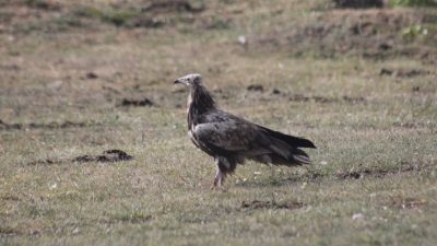 Dünya Doğayı Koruma Birliği (IUCN) tarafından “türü tehlike altında” olarak