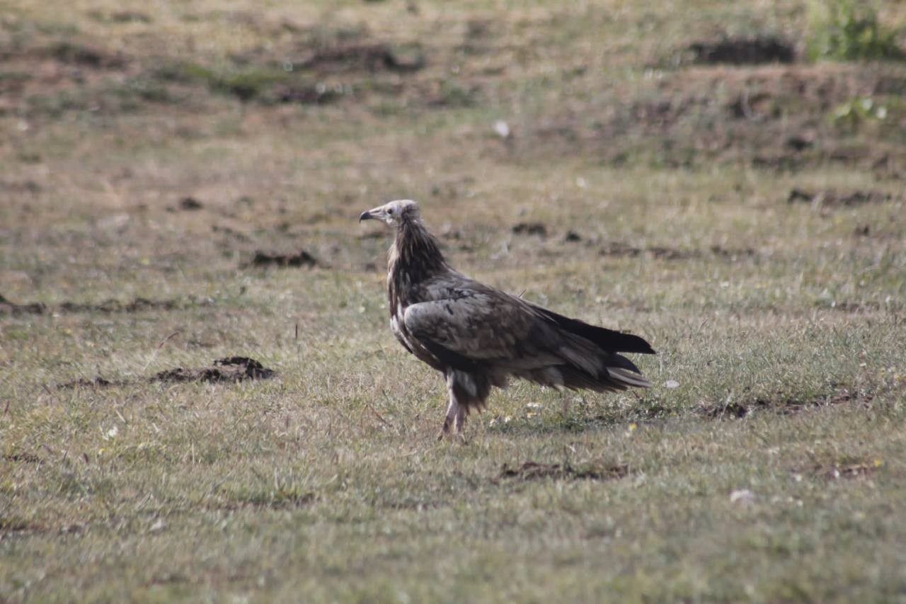 Dünya Doğayı Koruma Birliği (IUCN) tarafından “türü tehlike altında” olarak
