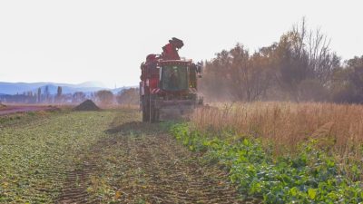 Bayburt’un Demirözü ilçesine bağlı Çiftetaş köyünde 2025 üretim sezonu kapsamında