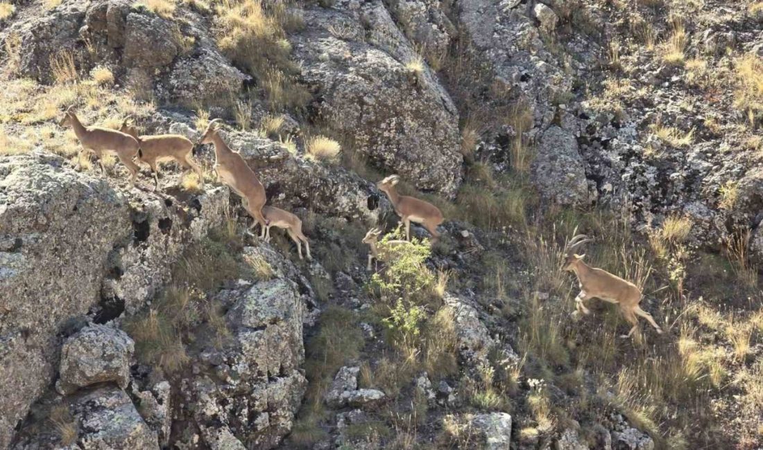 Nesli tükenme tehlikesi altında bulunan, halk arasında yaban keçisi olarak