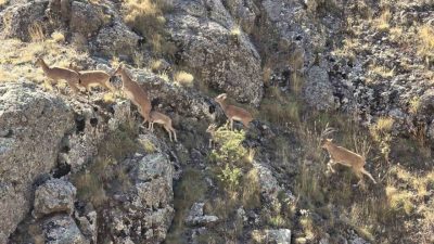 Nesli tükenme tehlikesi altında bulunan, halk arasında yaban keçisi olarak