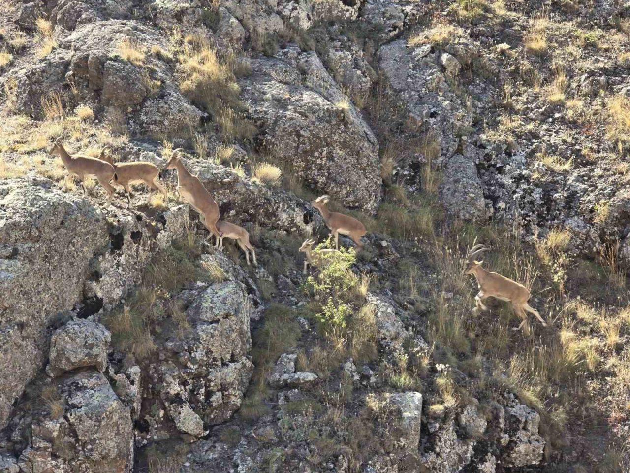 Nesli tükenme tehlikesi altında bulunan, halk arasında yaban keçisi olarak
