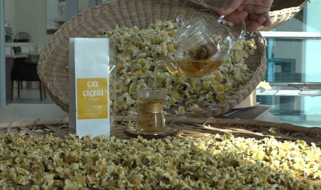 Doğu Karadeniz bölgesinin geçim kaynağı çay yeni ürünü olan ve