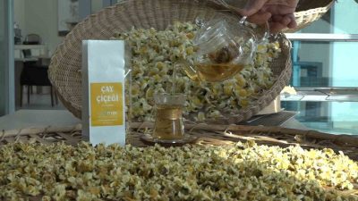 Doğu Karadeniz bölgesinin geçim kaynağı çay yeni ürünü olan ve