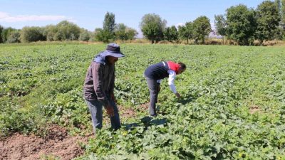 Erzincan’da 2026 üretim yılı için Çiftçi Kayıt Sistemi (ÇKS) başvurularında