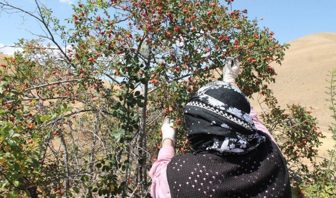 Erzincan’da kış hazırlıkları kapsamında yöre halkı tarafından “bin derde deva”