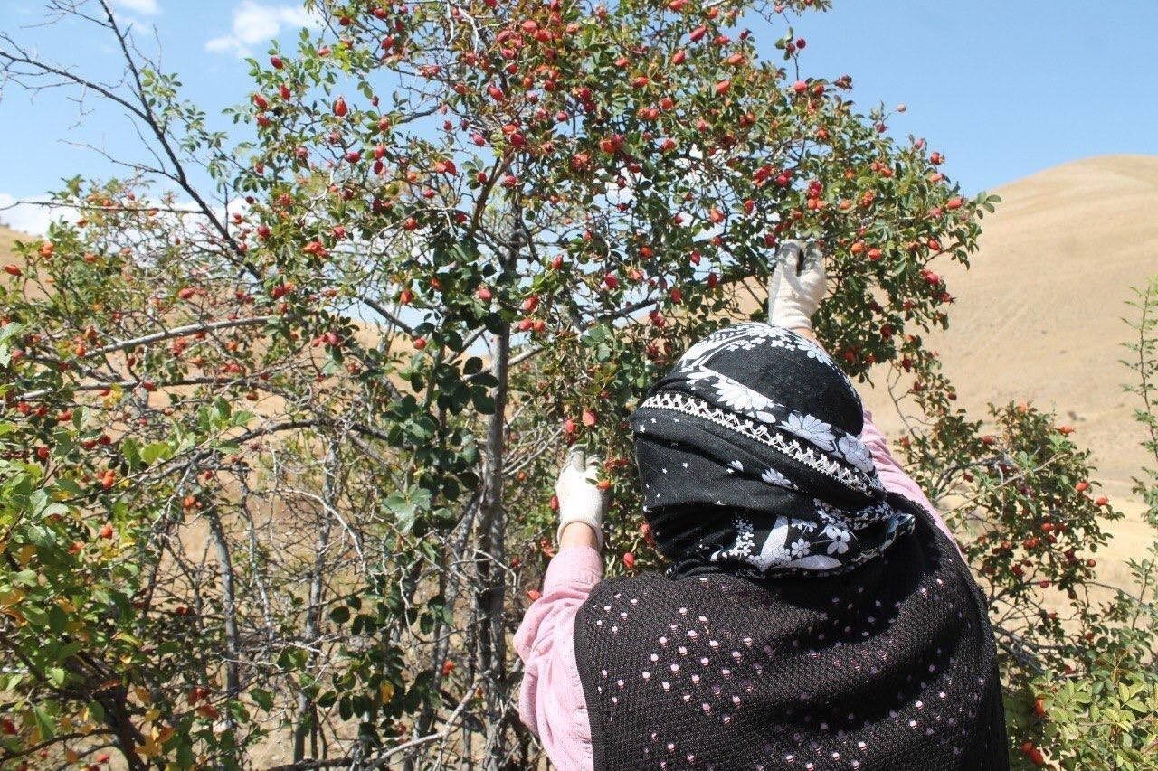 Erzincan’da kış hazırlıkları kapsamında yöre halkı tarafından “bin derde deva”