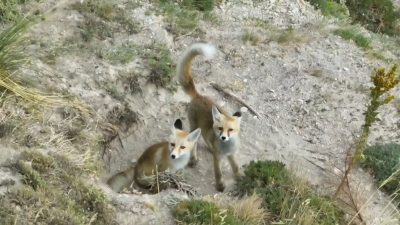 Erzincan’da anne tilki ve iki yavrusu, yuvalarında drone ile görüntülendi.