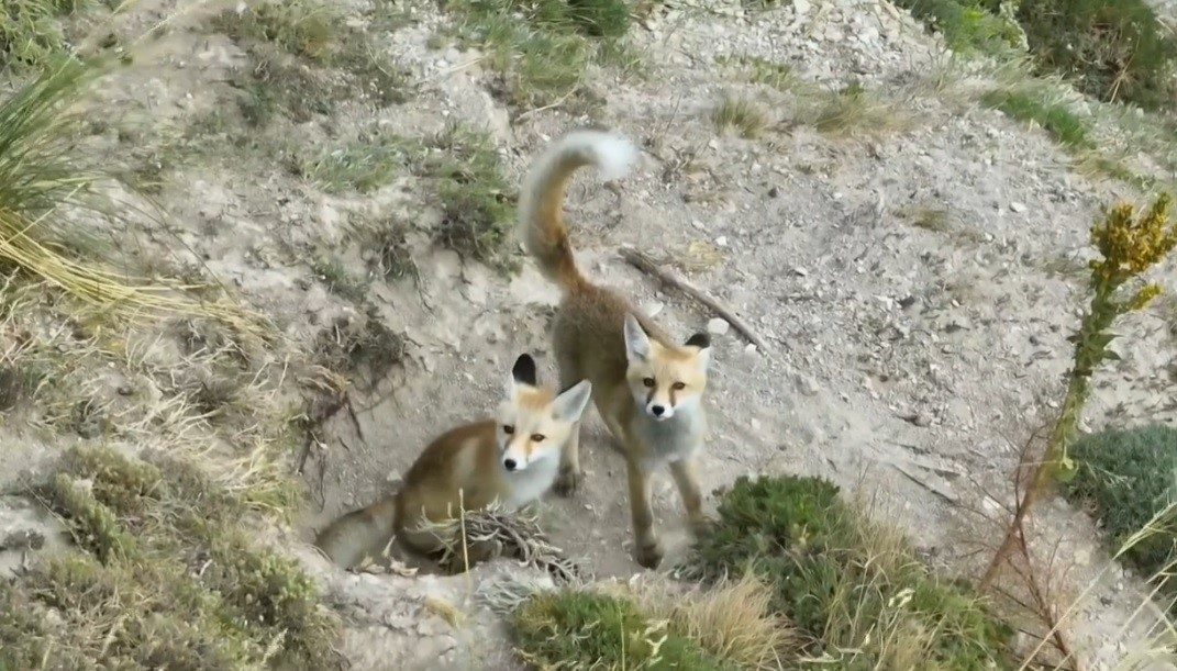 Erzincan’da anne tilki ve iki yavrusu, yuvalarında drone ile görüntülendi.