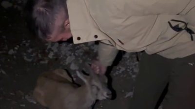 Erzurum’un Uzundere ilçesinde yol kenarında yaralı halde bulunan yaban dağ