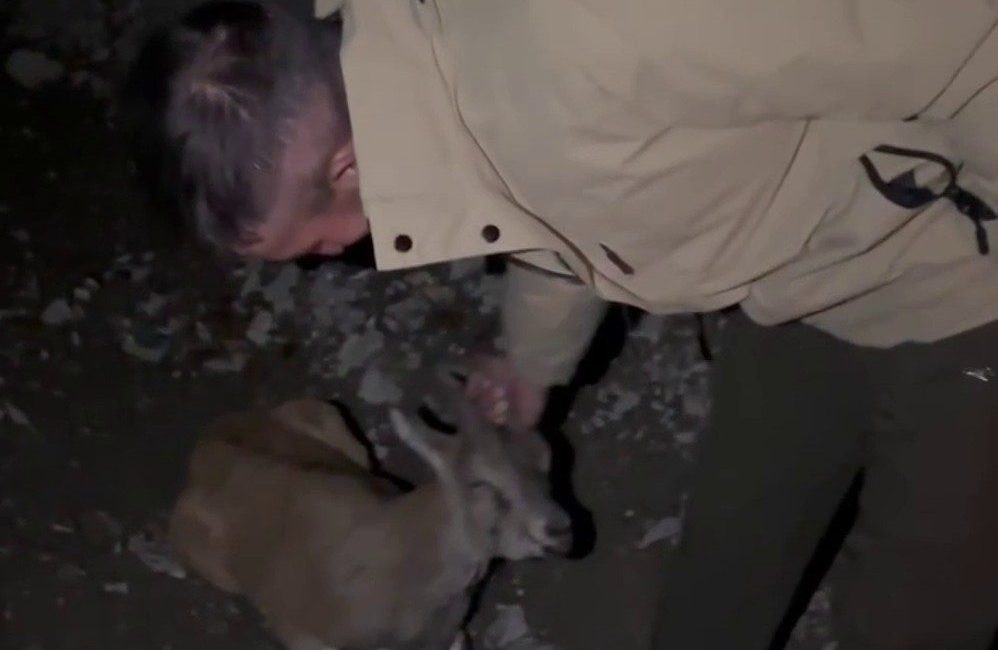 Erzurum’un Uzundere ilçesinde yol kenarında yaralı halde bulunan yaban dağ
