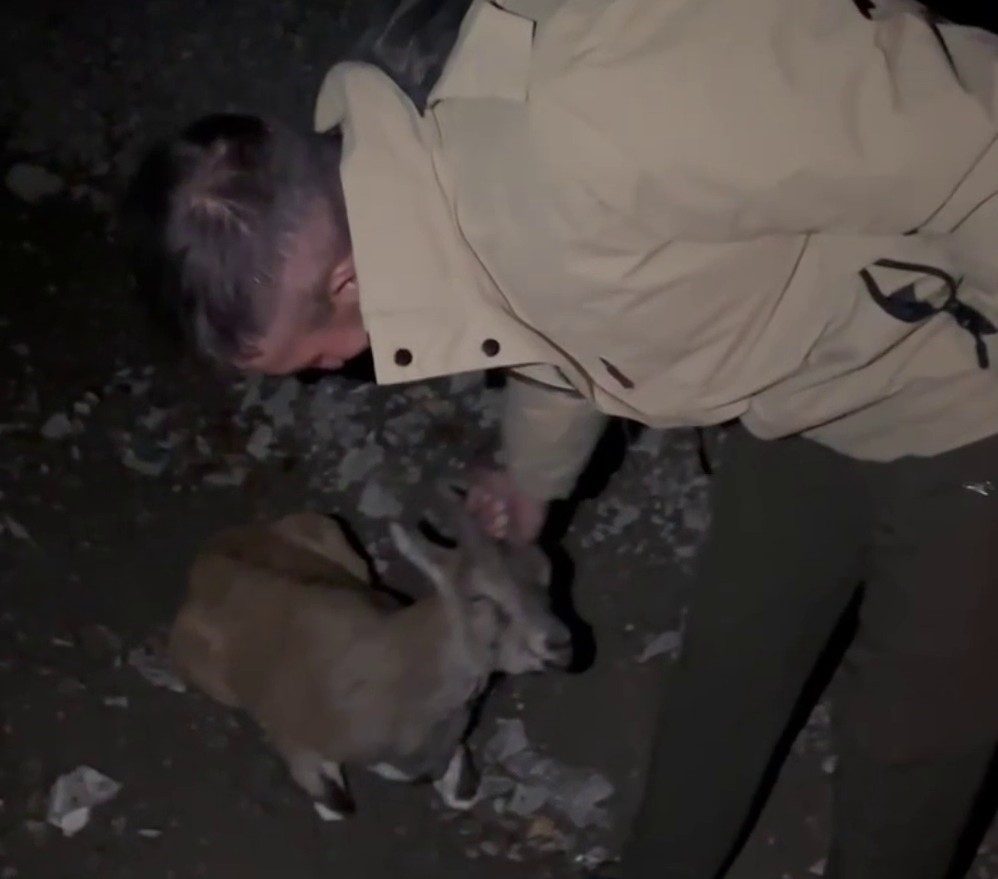 Erzurum’un Uzundere ilçesinde yol kenarında yaralı halde bulunan yaban dağ