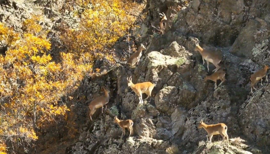Erzincan’ın sarp dağlarında yaşayan yaban keçileri, sonbaharın eşsiz renkleri arasında