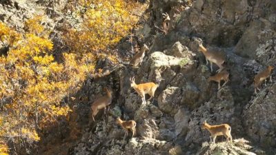 Erzincan’ın sarp dağlarında yaşayan yaban keçileri, sonbaharın eşsiz renkleri arasında