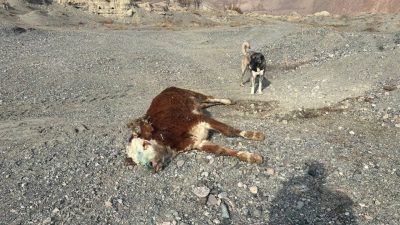 Erzincan’da şap hastalığından telef olan hayvanlar gece meraya atılıyor. Üreticiler