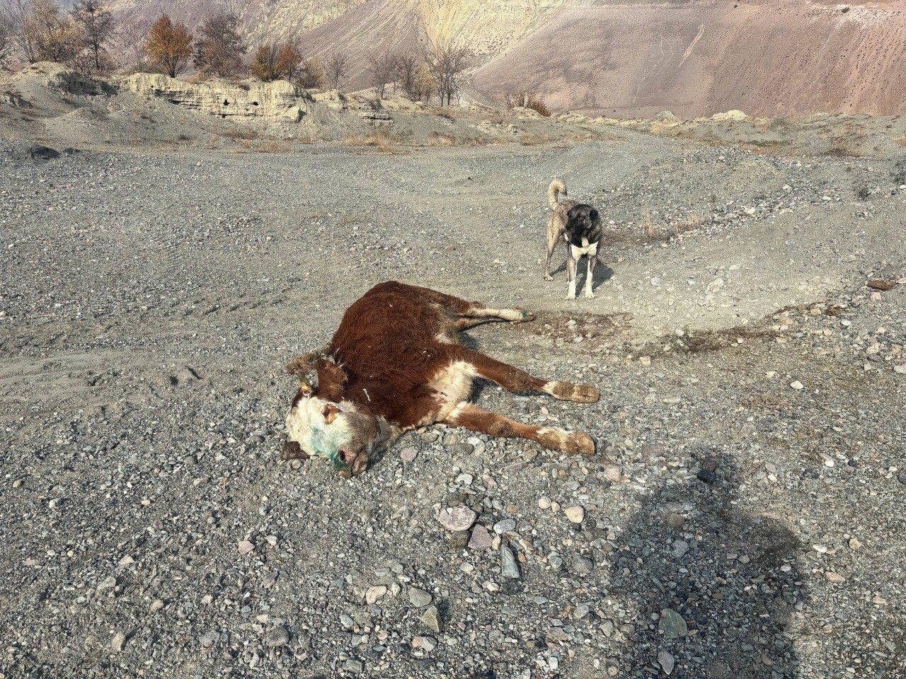 Erzincan’da şap hastalığından telef olan hayvanlar gece meraya atılıyor. Üreticiler