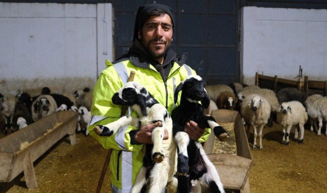 Erzincan’da yılın ilk kuzularının doğması, küçükbaş hayvan yetiştiricilerine umut verdi.