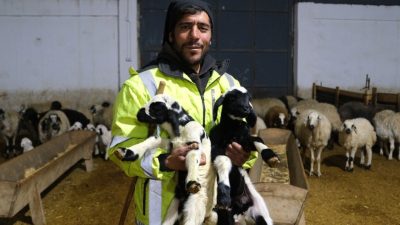 Erzincan’da yılın ilk kuzularının doğması, küçükbaş hayvan yetiştiricilerine umut verdi.