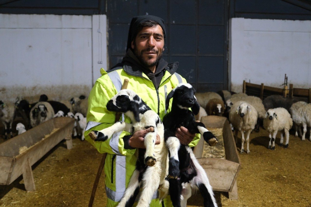 Erzincan’da yılın ilk kuzularının doğması, küçükbaş hayvan yetiştiricilerine umut verdi.