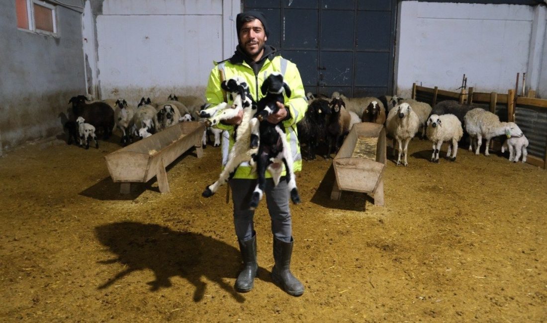 Erzincan’ın Tercan ilçesine bağlı Kargın beldesinde küçükbaş hayvancılık yapan üretici