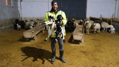 Erzincan’ın Tercan ilçesine bağlı Kargın beldesinde küçükbaş hayvancılık yapan üretici