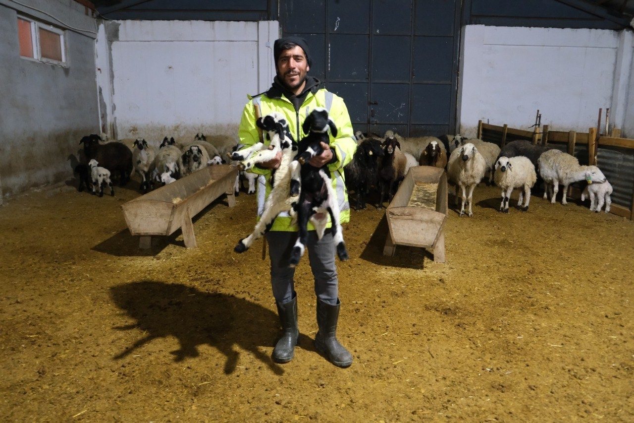 Erzincan’ın Tercan ilçesine bağlı Kargın beldesinde küçükbaş hayvancılık yapan üretici