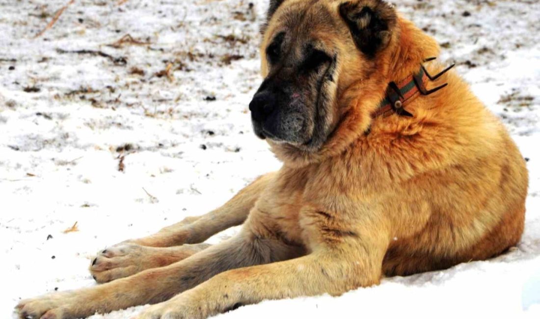 Türkiye Dil ve Edebiyat Derneği Erzurum Şubesi Yönetim Kurulu Üyesi