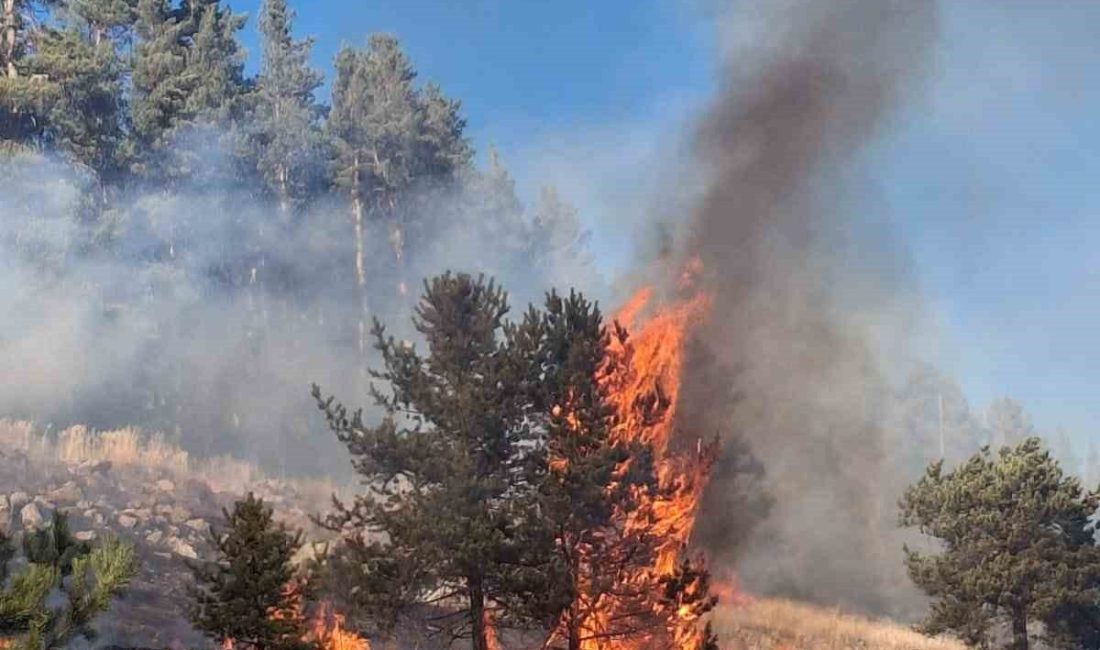 Erzurum’un Şenkaya ilçesinde üç ayrı noktada çıkan orman yangınlarından ikisi