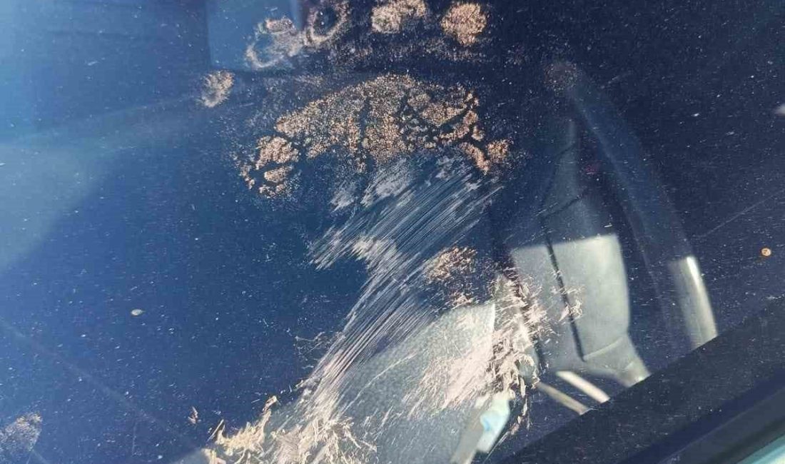 Gümüşhane’de bir ayı park halindeki otomobile saldırdı. Araçta hasar meydana