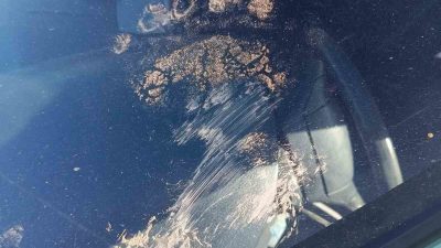 Gümüşhane’de bir ayı park halindeki otomobile saldırdı. Araçta hasar meydana