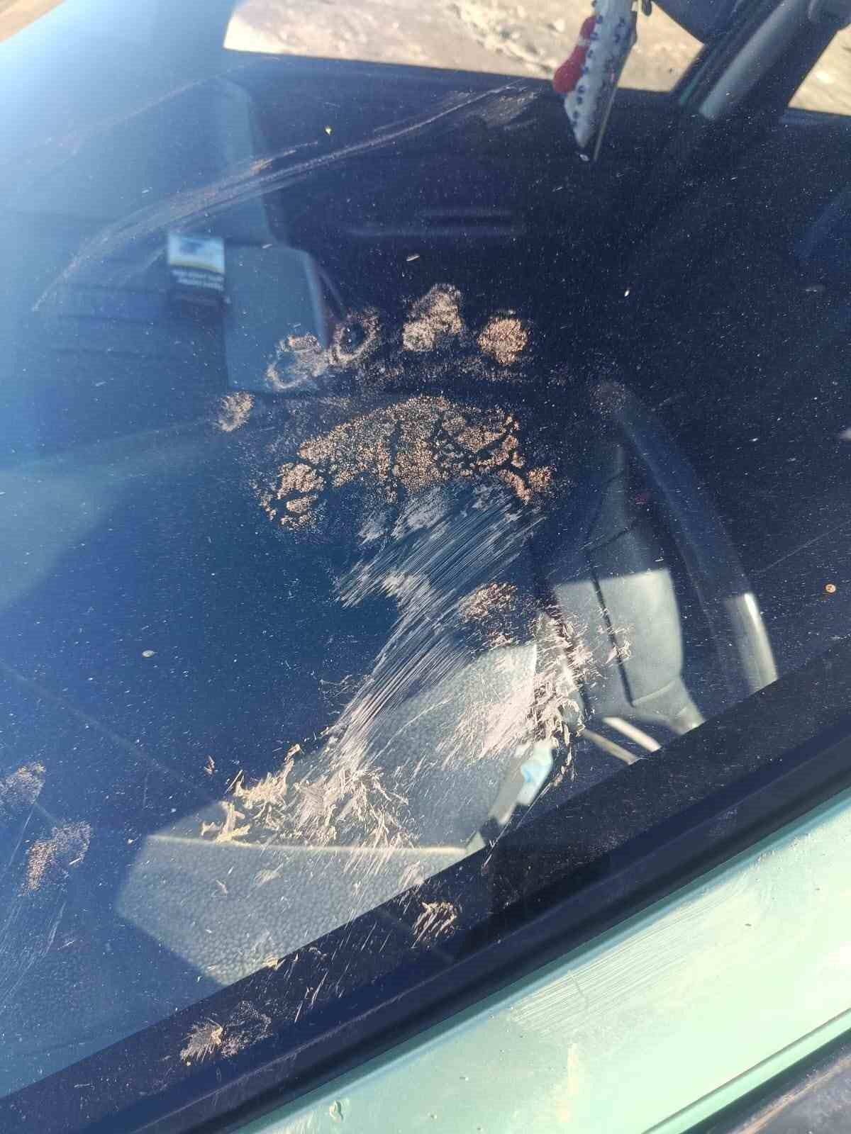 Gümüşhane’de bir ayı park halindeki otomobile saldırdı. Araçta hasar meydana