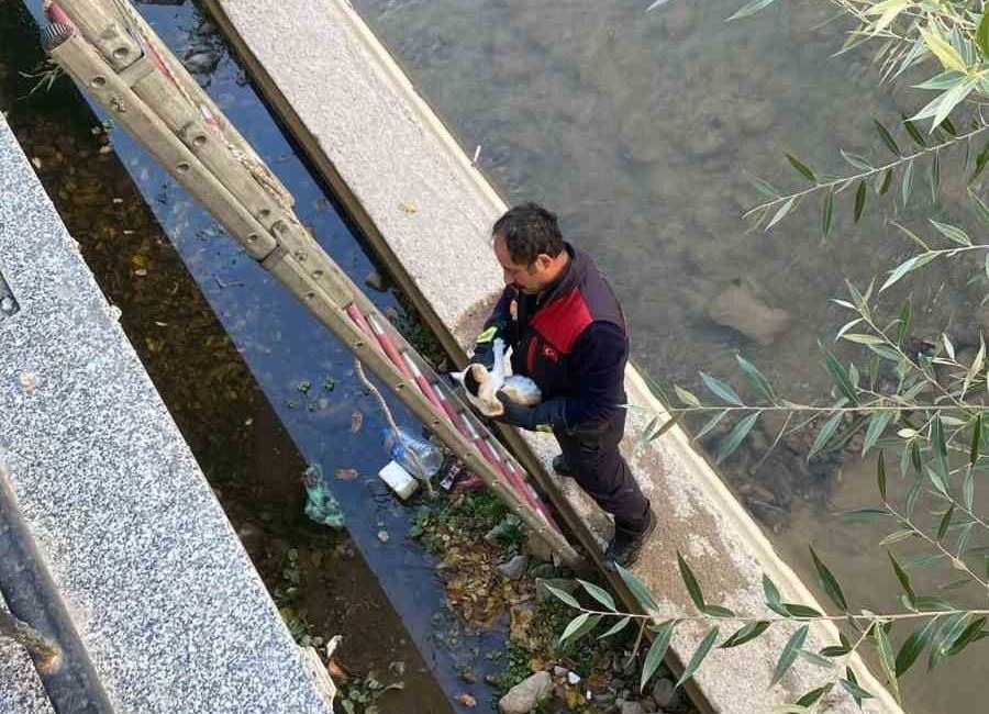 Gümüşhane’de Harşit Çayı’na düşen yavru kedi, itfaiye ekiplerinin hızlı müdahalesiyle