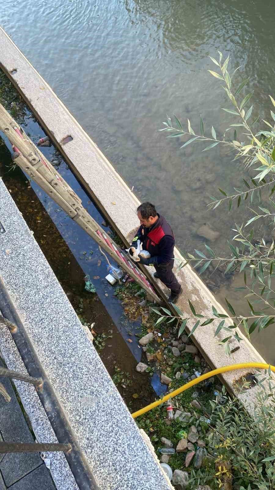 Gümüşhane’de Harşit Çayı’na düşen yavru kedi, itfaiye ekiplerinin hızlı müdahalesiyle