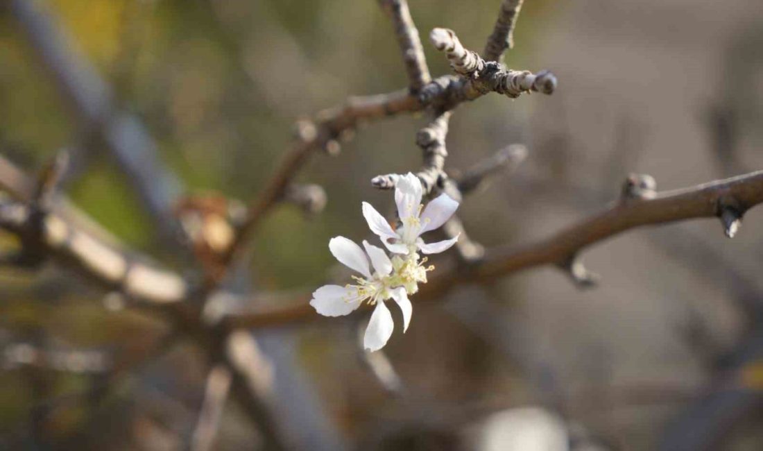 Gümüşhane’de sıcaklıkların mevsim normallerinin üzerinde seyretmesi nedeniyle Kasım ayında çiçek