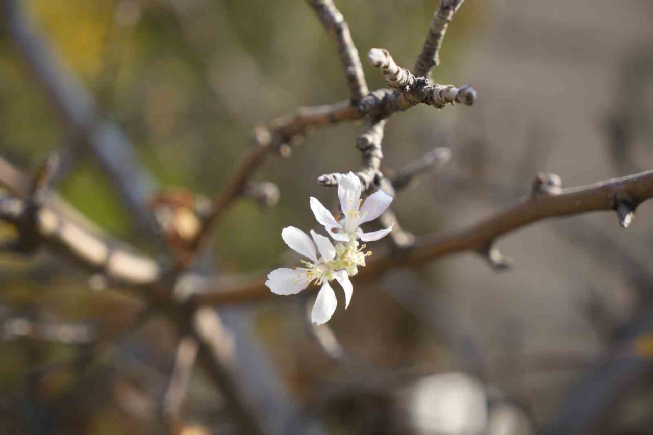 Gümüşhane’de sıcaklıkların mevsim normallerinin üzerinde seyretmesi nedeniyle Kasım ayında çiçek