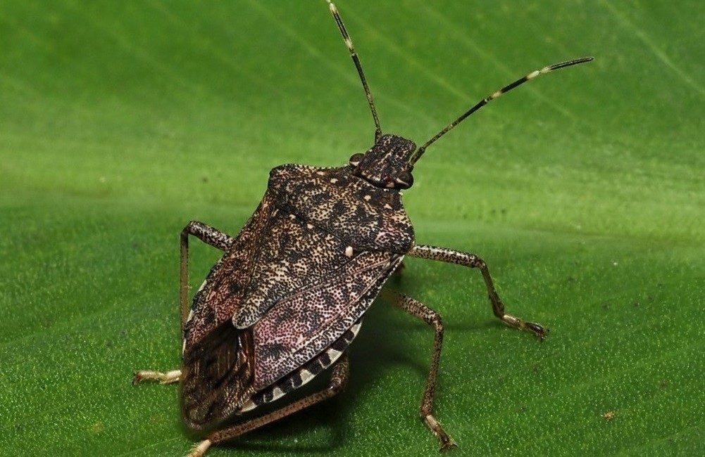 Kahverengi kokarcaya yönelik biyolojik mücadele kapsamında bilim insanları zehirli mantarların