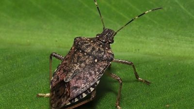 Kahverengi kokarcaya yönelik biyolojik mücadele kapsamında bilim insanları zehirli mantarların