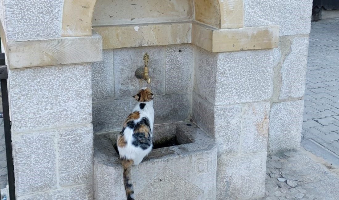 Erzincan’ın Kemaliye ilçesinde çeşmeden su içen sevimli bir kedi, görenlerin
