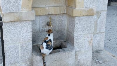Erzincan’ın Kemaliye ilçesinde çeşmeden su içen sevimli bir kedi, görenlerin