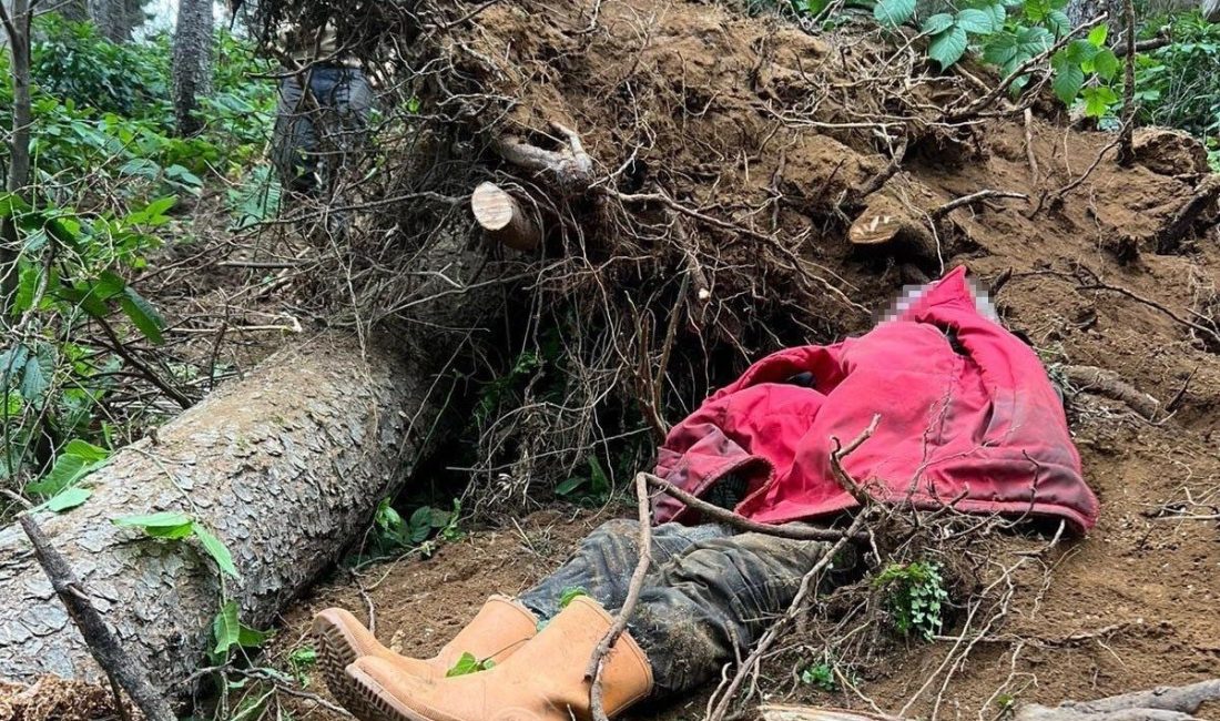 Trabzon’un Vakfıkebir ilçesine bağlı Karadağ Yaylası’nda kestiği ağacın devrilmesi sonucu