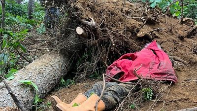 Trabzon’un Vakfıkebir ilçesine bağlı Karadağ Yaylası’nda kestiği ağacın devrilmesi sonucu