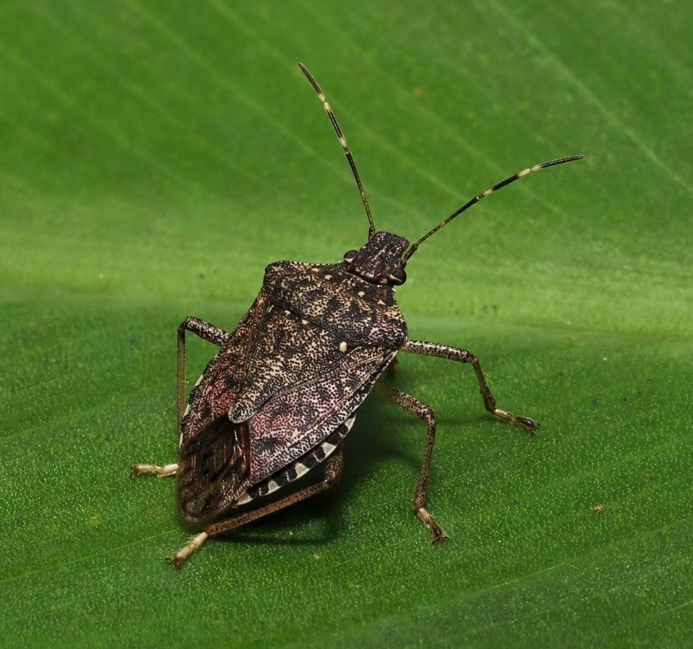 Türkiye’de özellikle Karadeniz Bölgesi’nde her yıl milyar dolarlık ihracat geliri