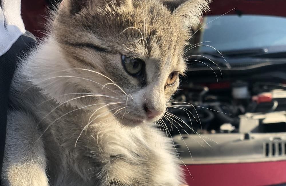 Hava sıcaklıklarının düşmesiyle birlikte kış aylarında araç motorlarına ve kaput