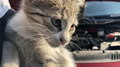 Hava sıcaklıklarının düşmesiyle birlikte kış aylarında araç motorlarına ve kaput