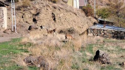 Erzurum’un Olur ilçesi Ormanağzı köyünde, yaban keçileri köy içine kadar