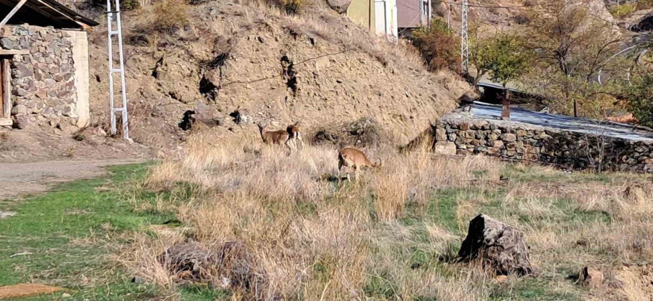 Erzurum’un Olur ilçesi Ormanağzı köyünde, yaban keçileri köy içine kadar