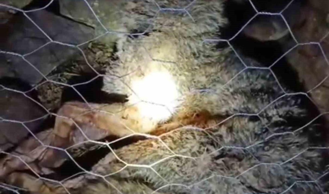 Trabzon’un Sürmene ilçesi Oylum mahallesinde gece yaşanan kurt saldırısında, çoban