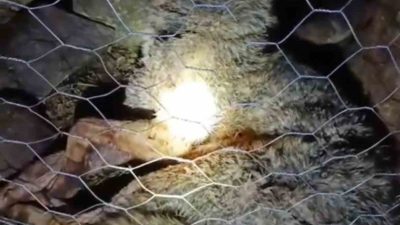 Trabzon’un Sürmene ilçesi Oylum mahallesinde gece yaşanan kurt saldırısında, çoban