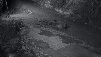 Trabzon’un Araklı ilçesi Bahçecik mahallesinde 10’a yakın eve giren ve